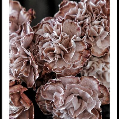 Pink flowers carnation poster