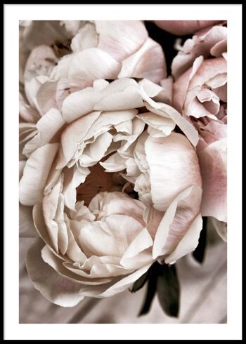 Affiche de fleurs blanches et roses