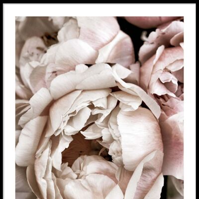 White and pink flowers  poster