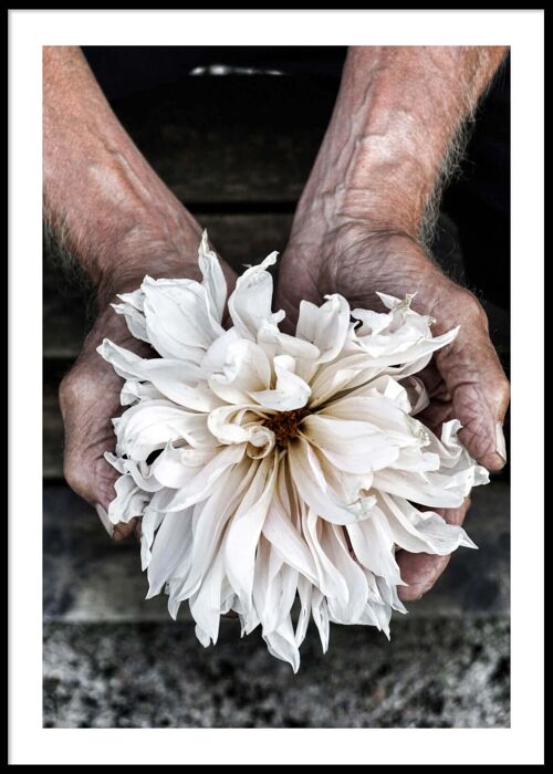 Hands with a flower poster