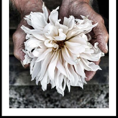 Hands with a flower poster