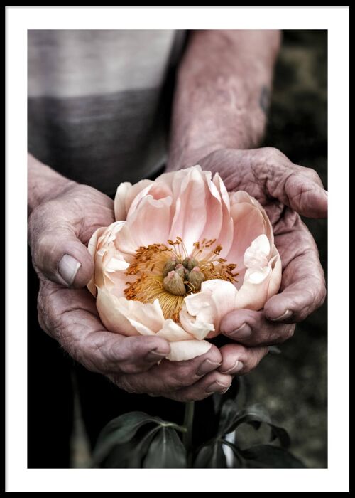 Hand with apricos flower poster