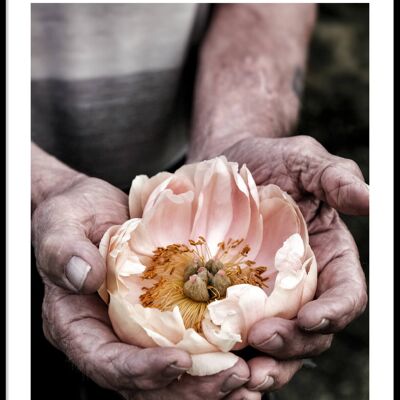Hand with apricos flower poster
