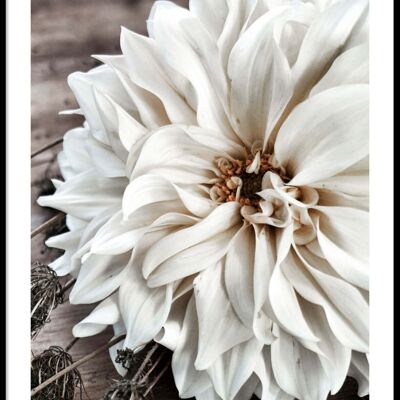 Póster gran flor blanca