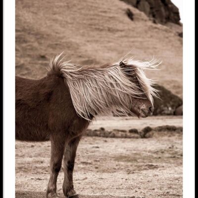 Affiche de cheval d'Islande