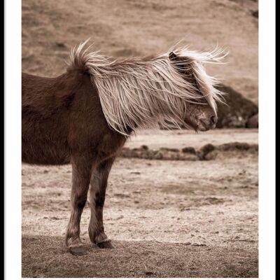 Póster caballo islandés
