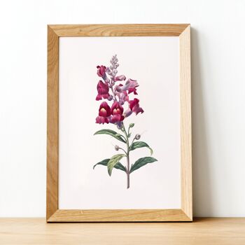 Pack aléatoire | Impression A4 | Illustration botanique de fleurs vintage | Décoration murale 1