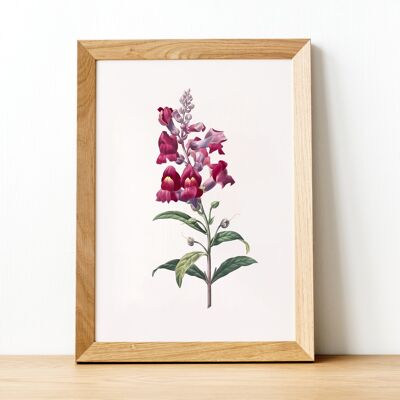 Pacchetto casuale | Stampa A4 | Illustrazione botanica di fiori vintage | Decorazione artistica da parete