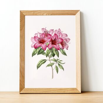 Pack aléatoire | Impression A4 | Illustration botanique de fleurs vintage | Décoration murale 2