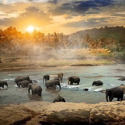 Elephant Landscape Stone Look Art 120x80