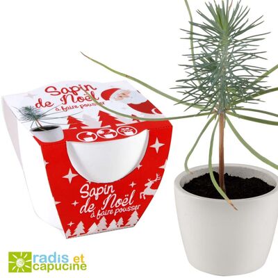 White pot - Christmas tree