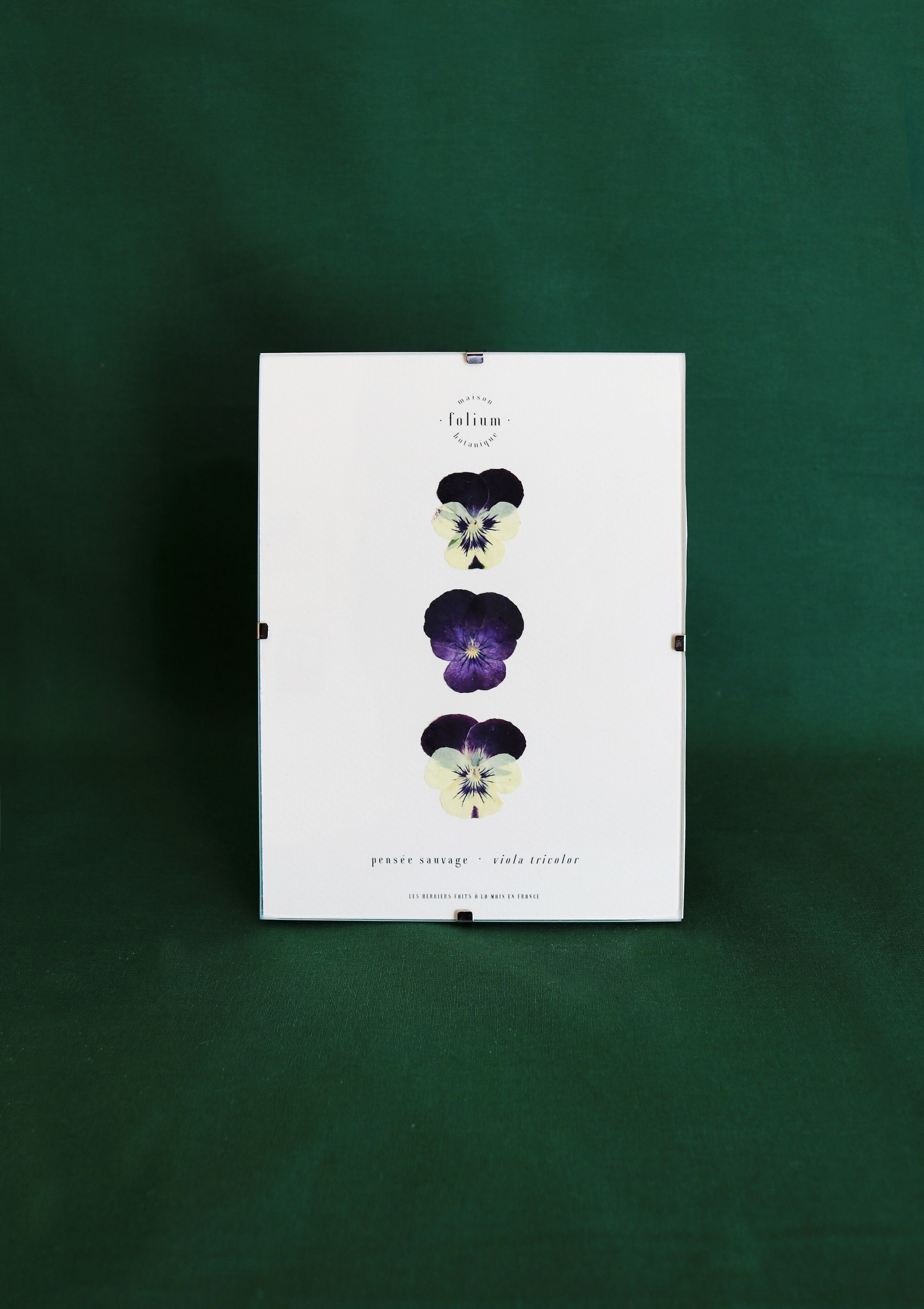 Wildes Stiefmütterchen Herbarium - 13x18cm