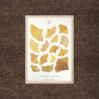 Gingko Herbarium - 21x30cm