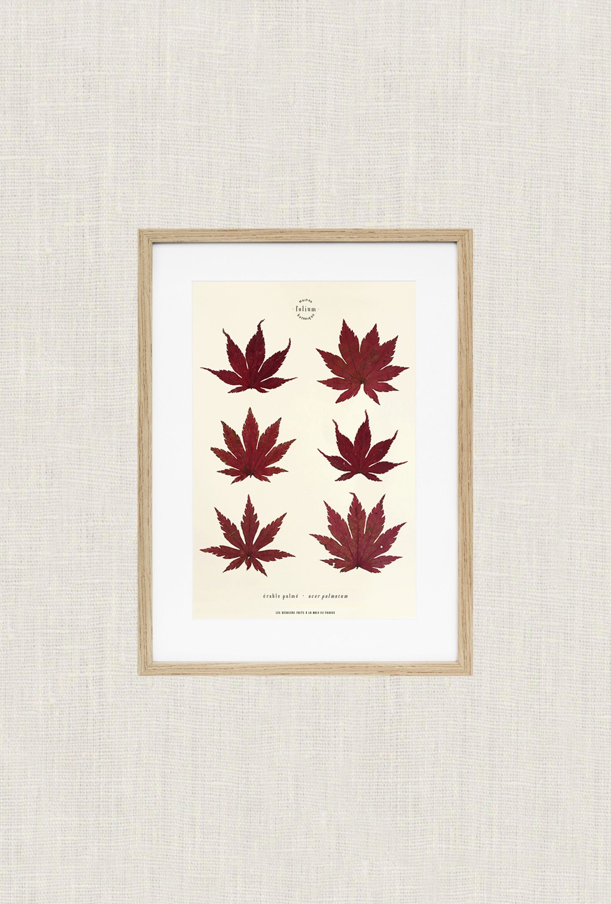 Ahorn Herbarium - 30x40cm