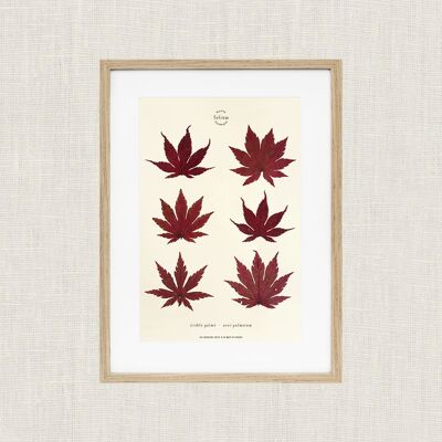 Maple Herbarium - 30x40cm