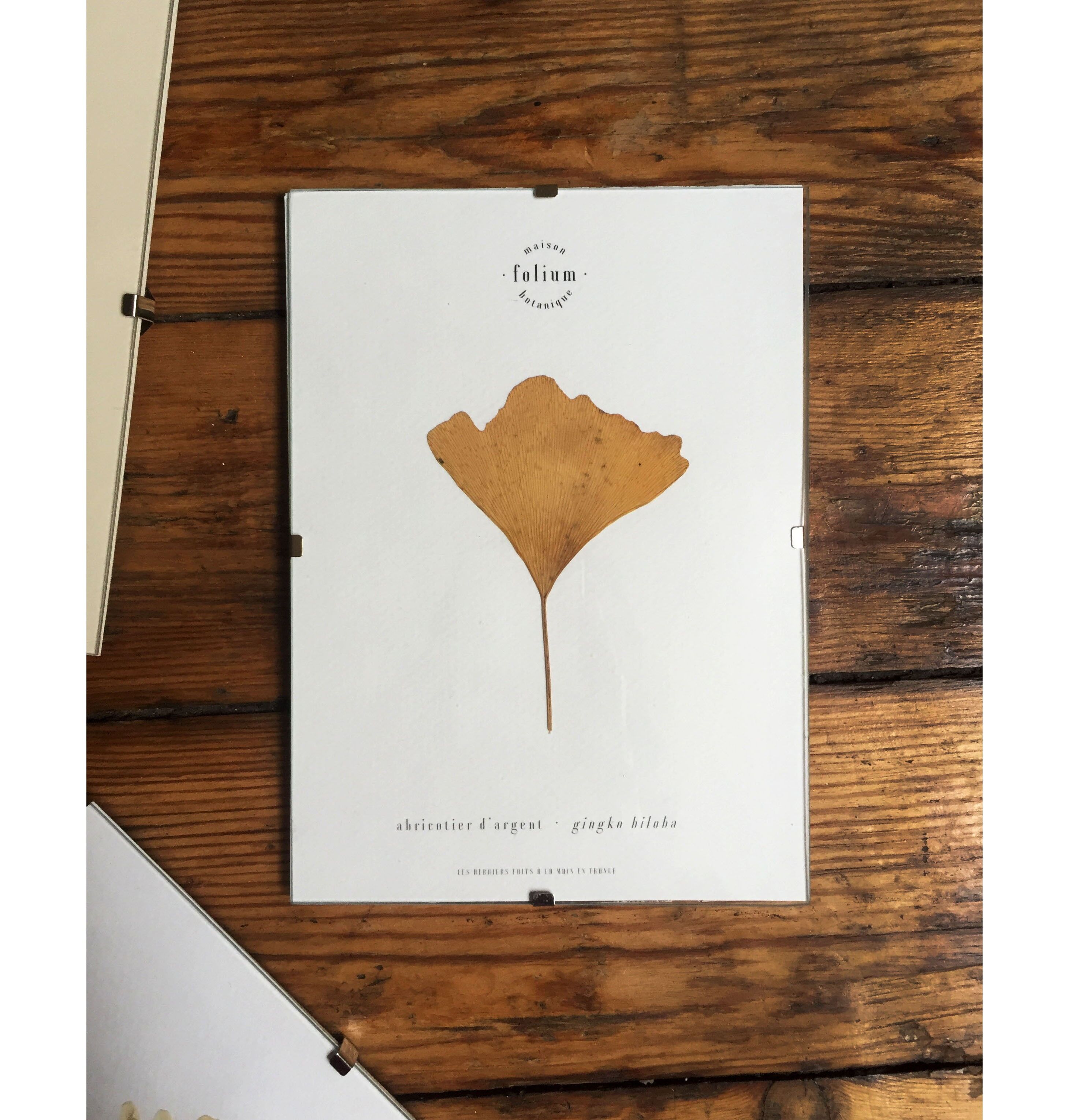 Gingko Biloba Herbarium - 13x18cm