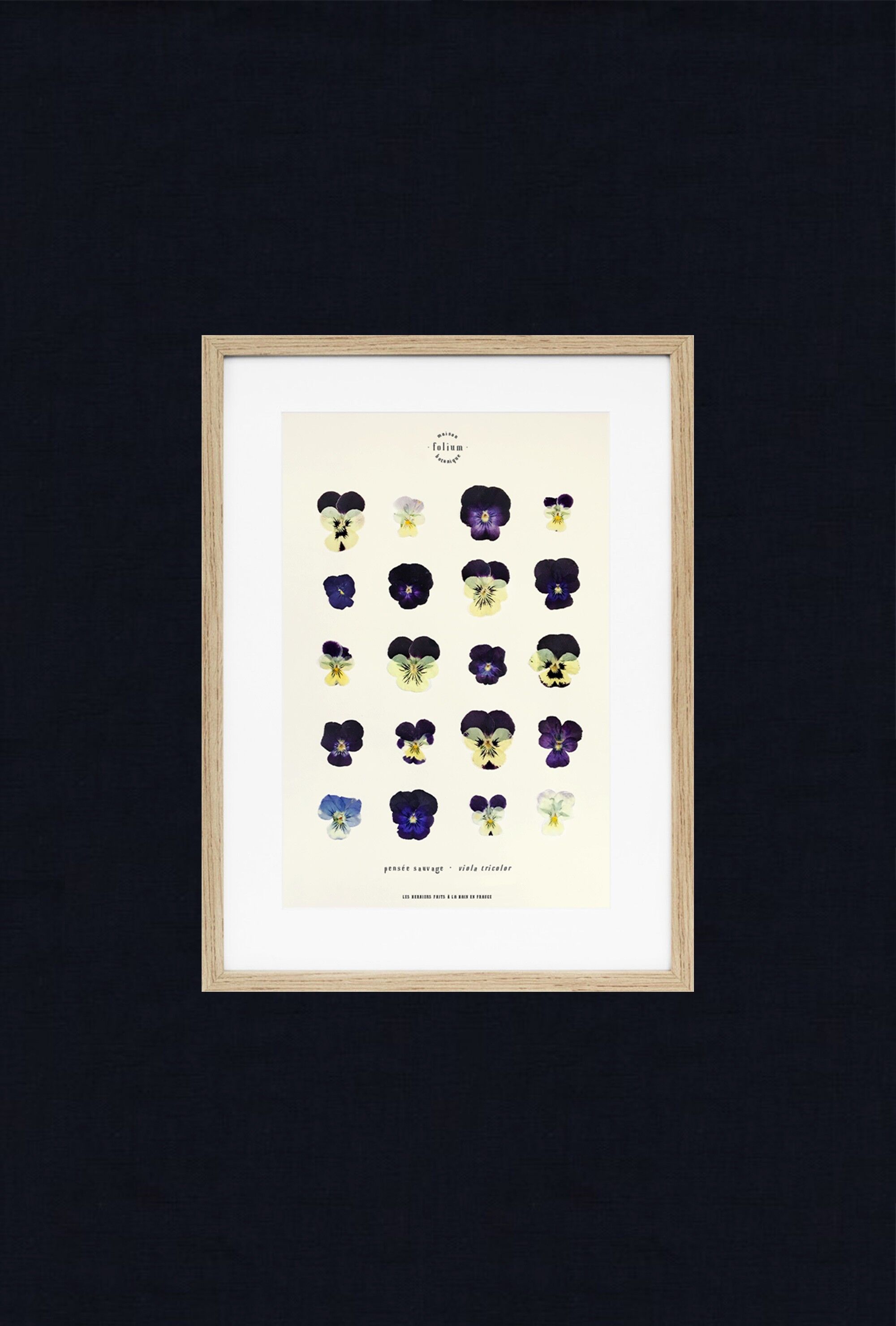 Wildes Stiefmütterchen Herbarium - 30x40cm