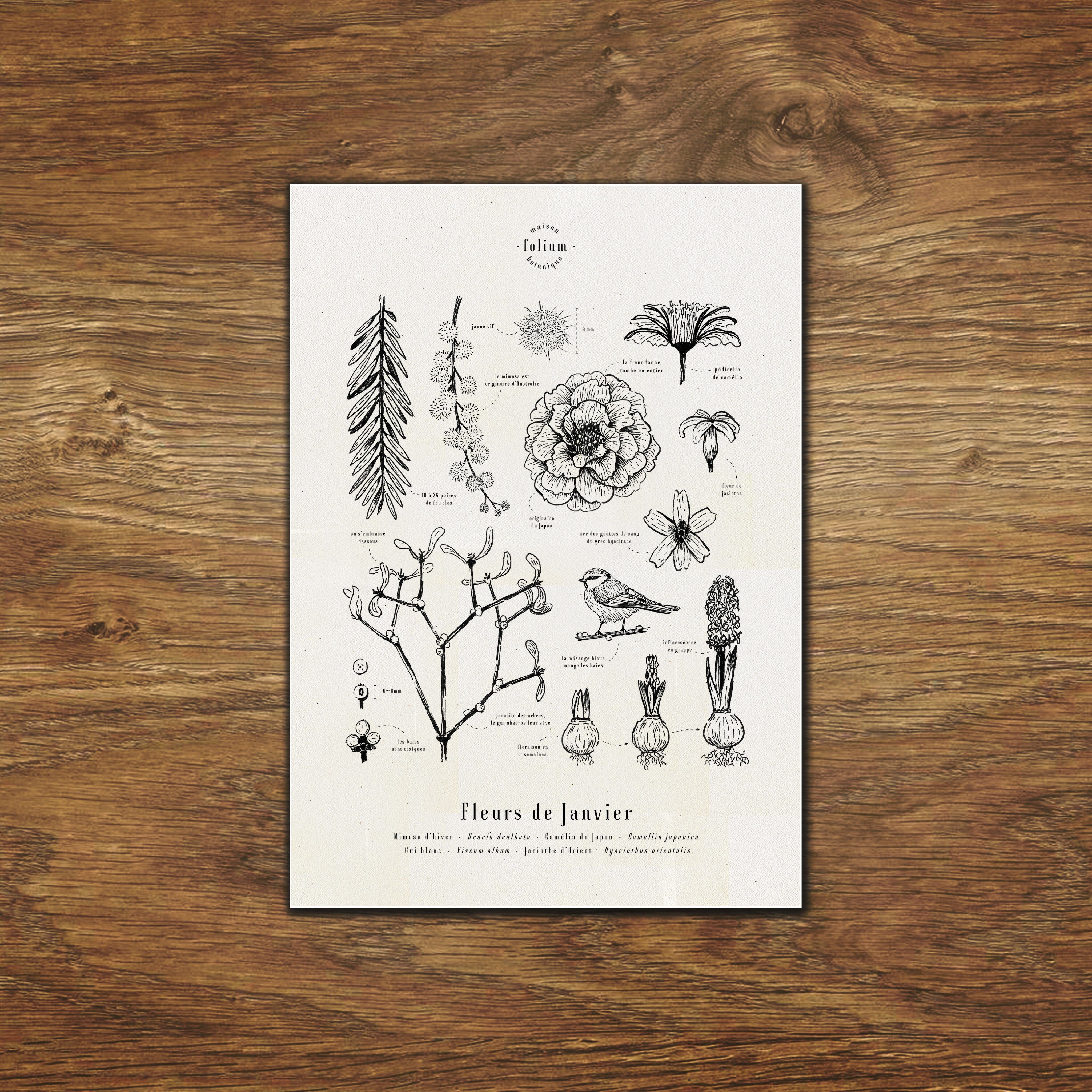 Januar Blumen Poster - A3