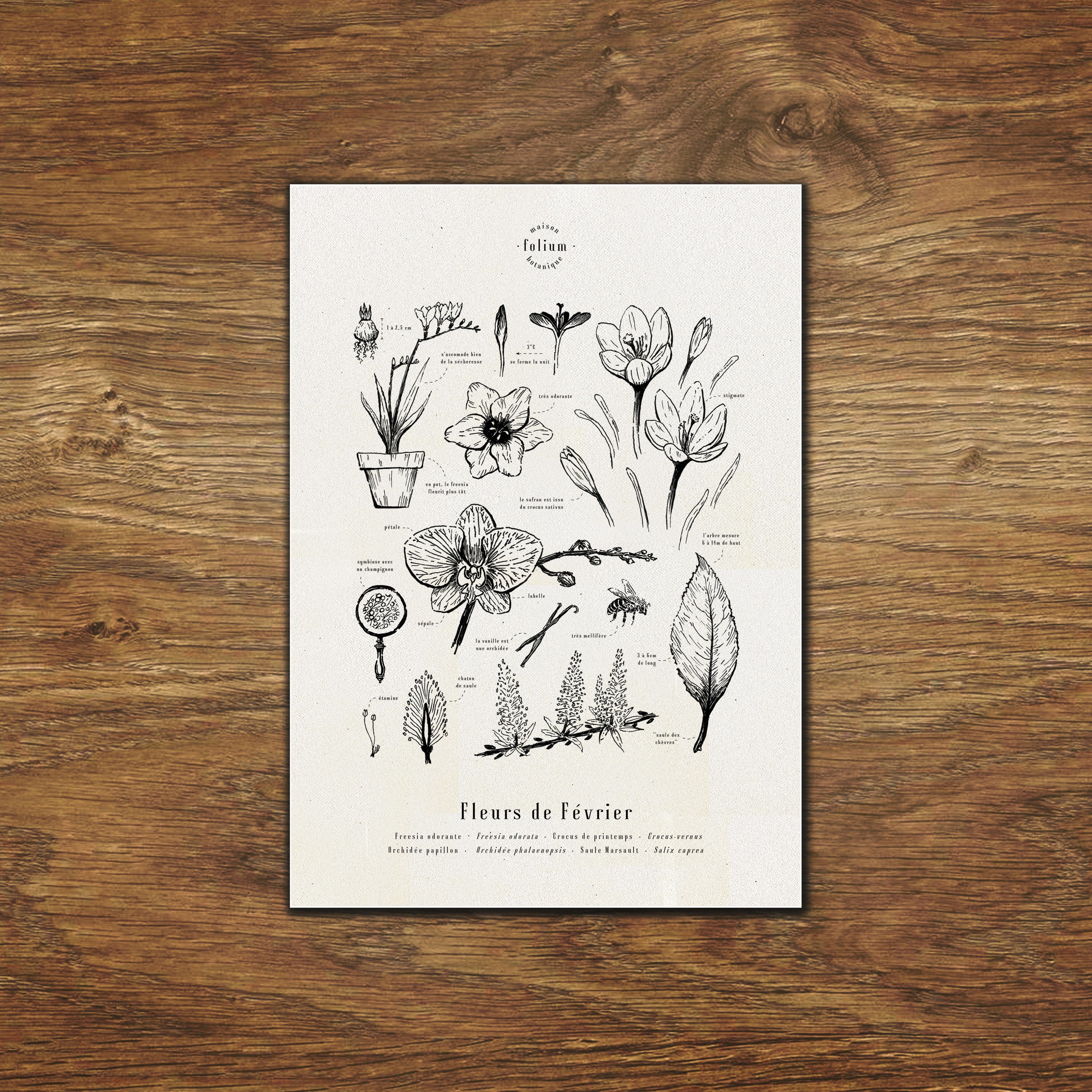 Februar Blumen Poster - A3