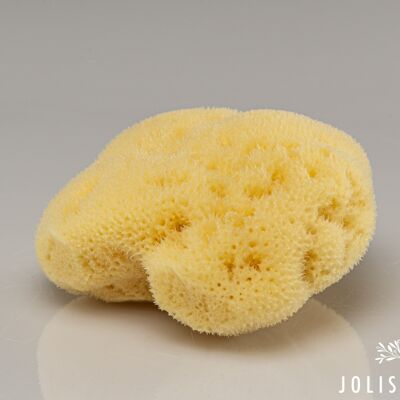 Natural sponge from the Mediterranean sea - sea sponge - baby sponge