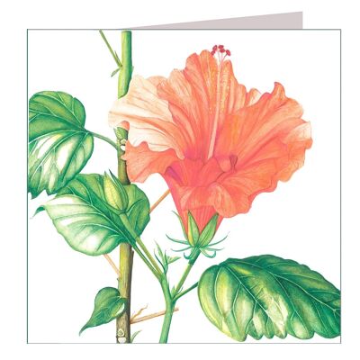 BT10 Hibiscus Greetings Card