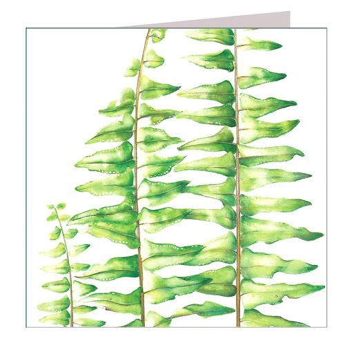 BT03 Sword Fern Greetings Card