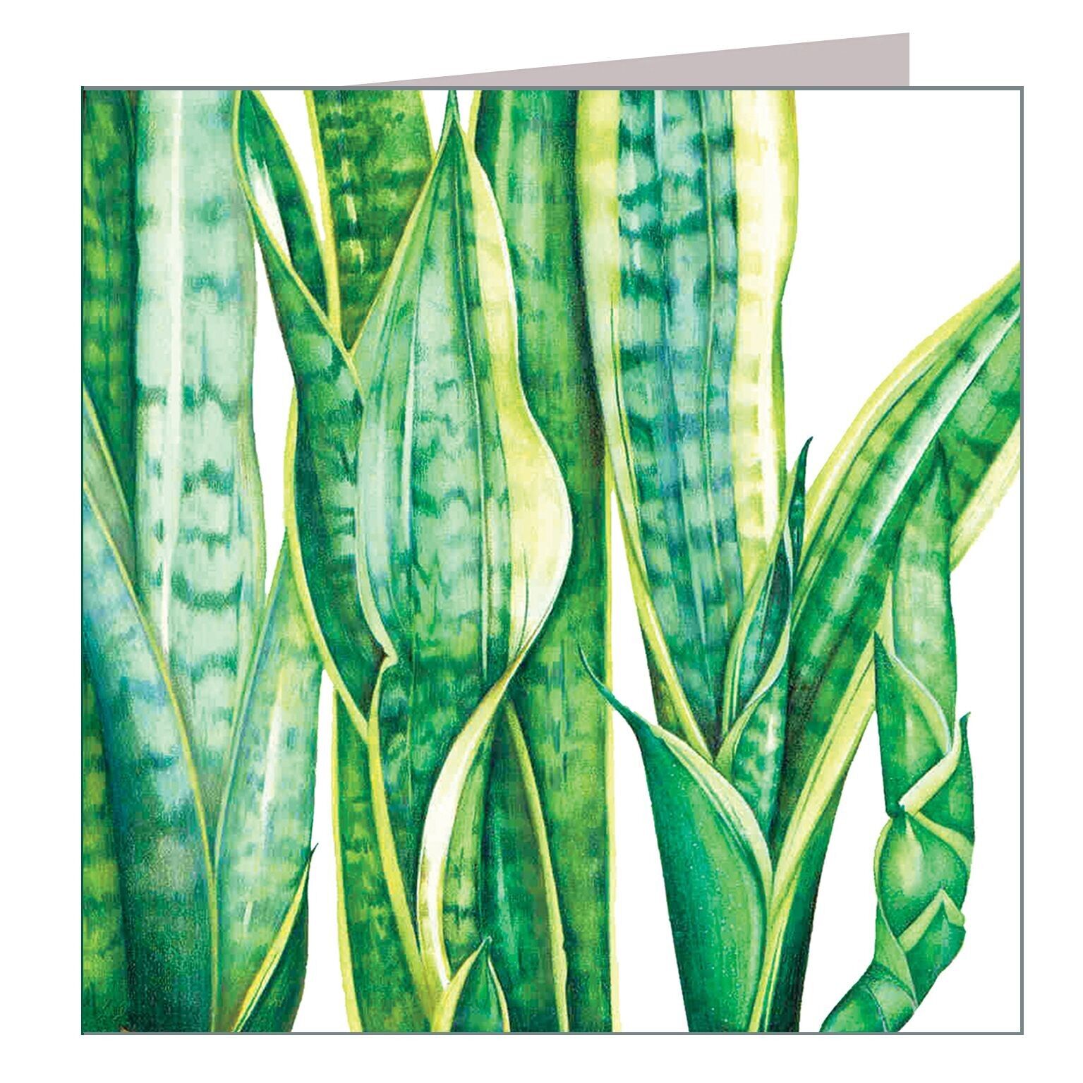 BT06 Mother-in-Laws-Tongue Greetings Card