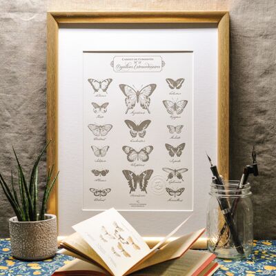 Poster Letterpress Außergewöhnliche Schmetterlinge, A4, Wunderkammer, Vintage