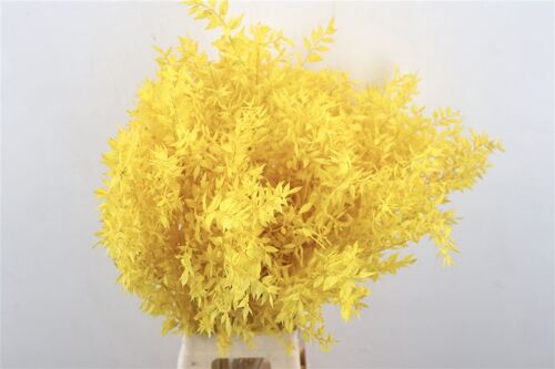 Droogbloemen -  Ruscus - geel