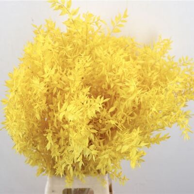 Trockenblumen - Ruscus - gelb