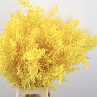 Fleurs séchées - Ruscus - jaune