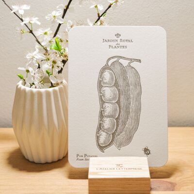 Botanical Garden Peas Letterpress Card, vegetal, vintage, papel grueso verjurado