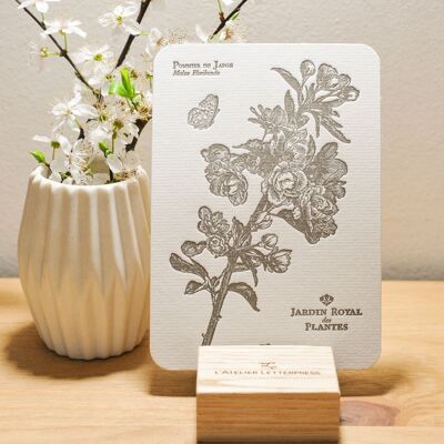 Tarjeta de tipografía botánica Manzano de Japón, flor, vintage, papel verjurado grueso