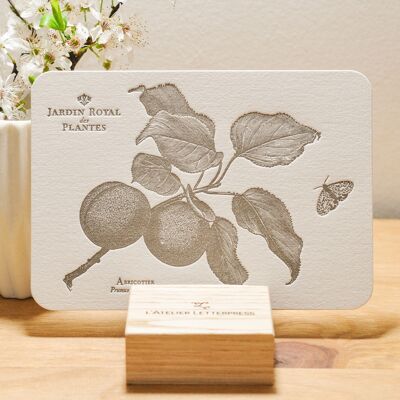 Carte Letterpress Botanique Abricotier, fleur, fruit, vintage, papier vergé épais