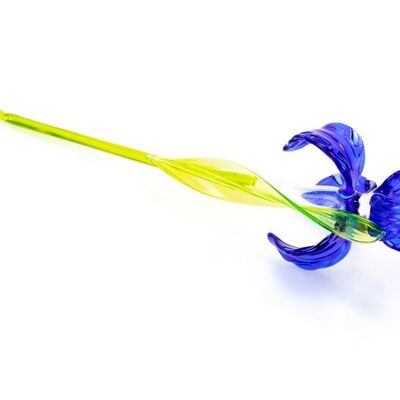 Glas Iris Blau 30 cm.