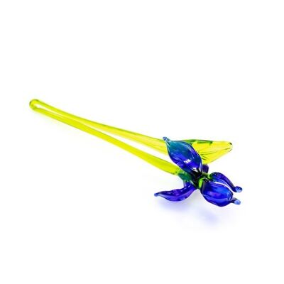 Iris bleu 18 cm.