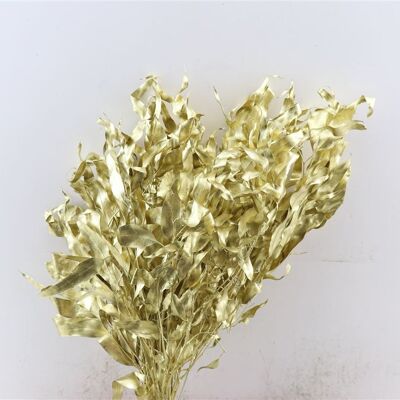 Trockenblumen - Eukalyptus Gold - 50 cm