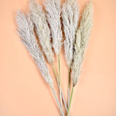 Dried flowers - Pampas Natural - 100 cm
