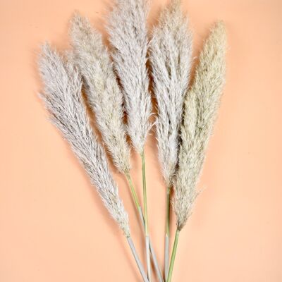 Dried flowers - Pampas Natural - 100 cm