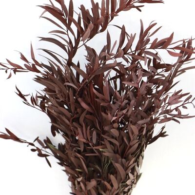 Fiori secchi - eucalipto parvifolia - rosso