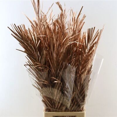 Trockenblumen - Palmblatt - Kupfer