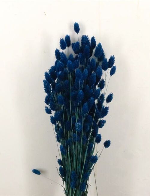Phalaris donker blauw - 60 cm - Droogbloemen