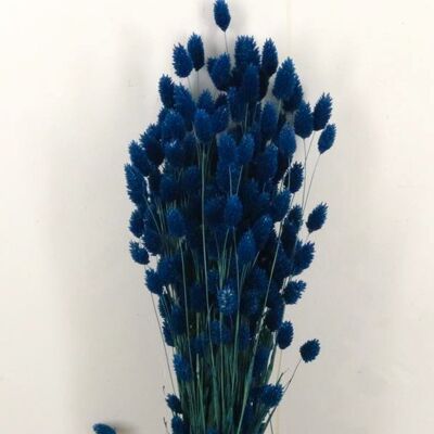Phalaris blu scuro - 60 cm - Fiori secchi