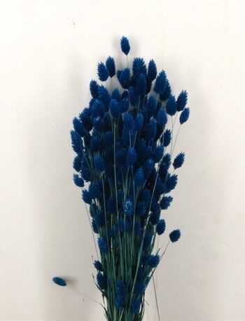 Phalaris bleu foncé - 60 cm - Fleurs séchées