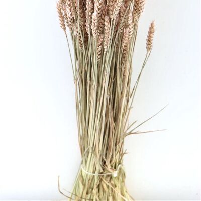 Dried flowers - Triticum - Wheat - pink - 60 cm
