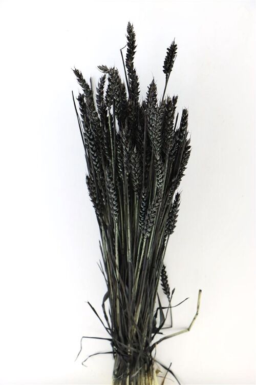 Droogbloemen - Triticum - Tarwe - zwart - 60 cm