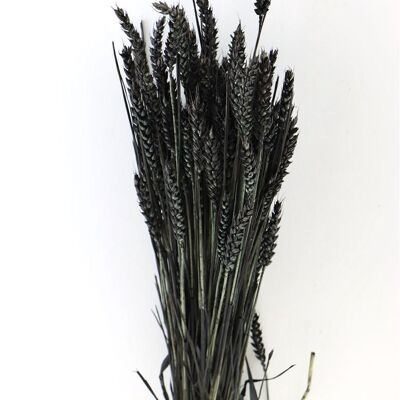 Fiori secchi - Triticum - Grano - nero - 60 cm