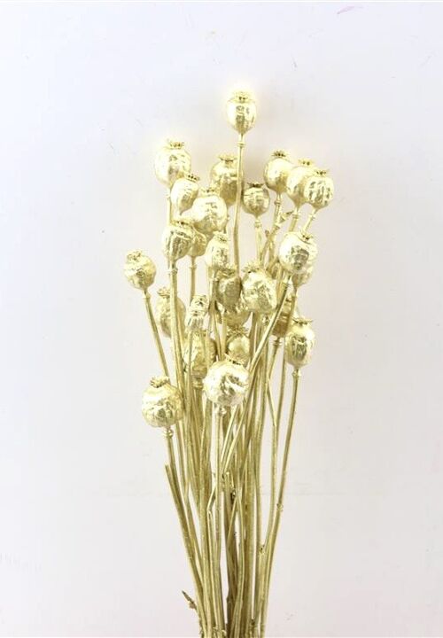 Droogbloemen - papaver goud - 60 cm
