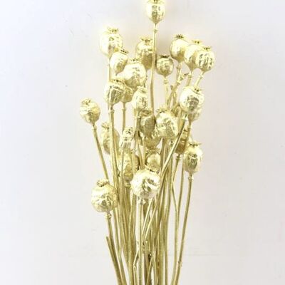Fleurs séchées - coquelicot doré - 60 cm