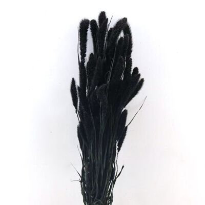 Droogbloemen - Setaria zwart